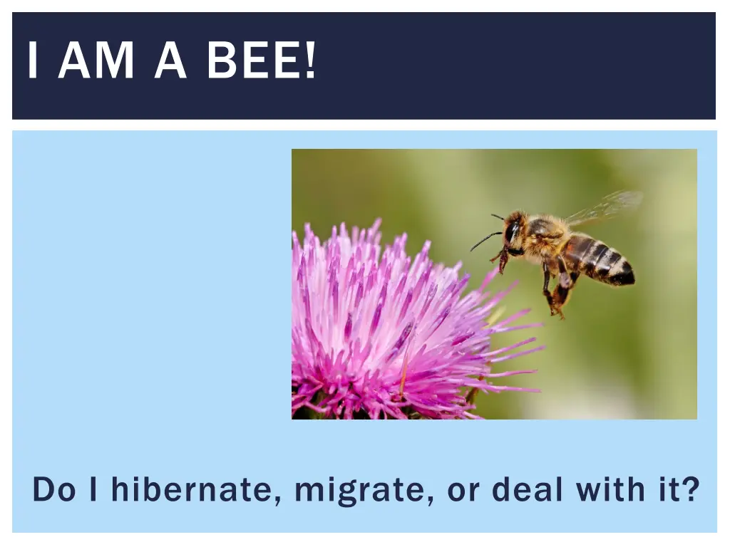 i am a bee