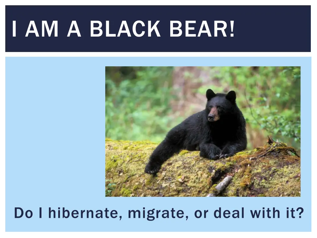 i am a black bear