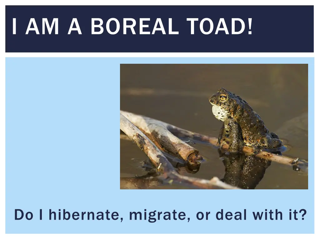 i am a boreal toad