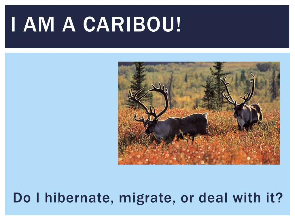 i am a caribou