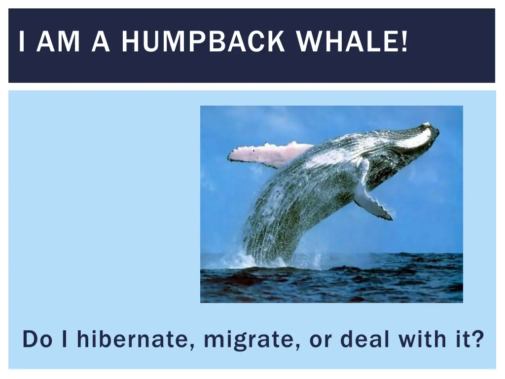 i am a humpback whale