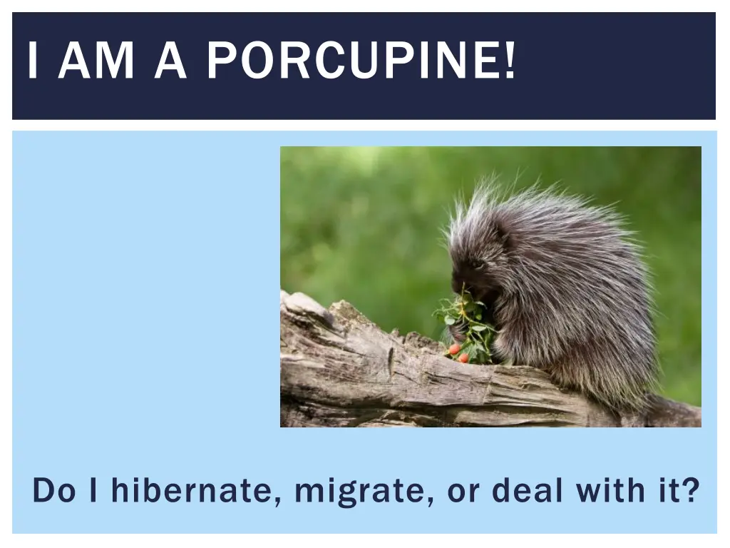 i am a porcupine