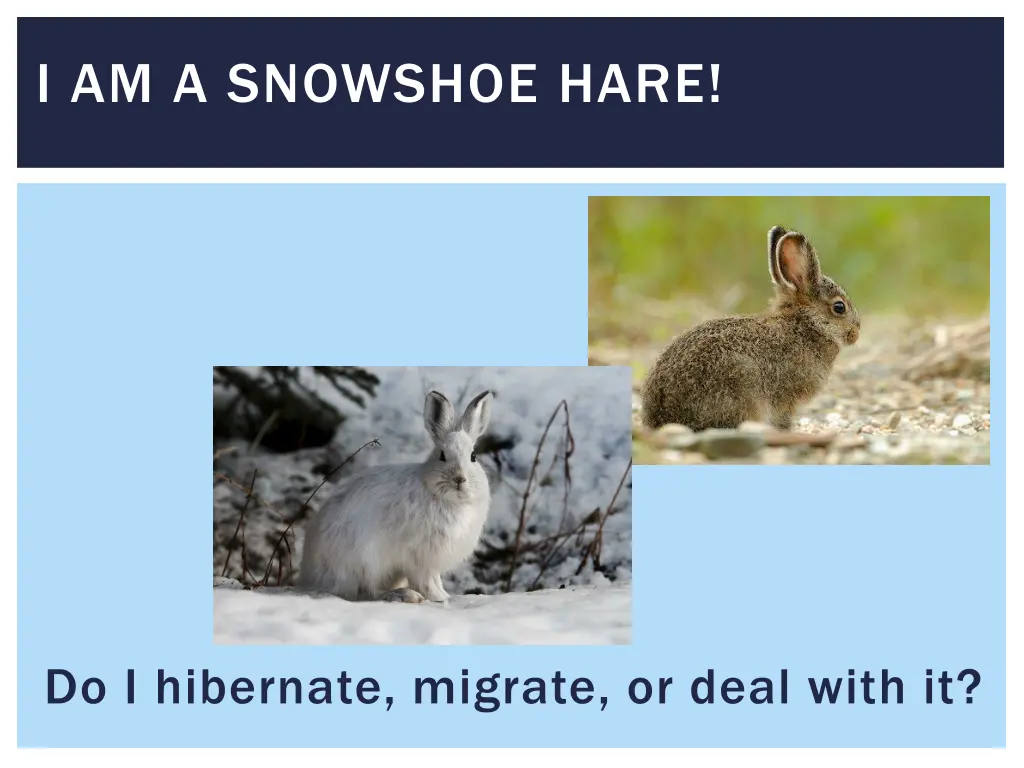 i am a snowshoe hare