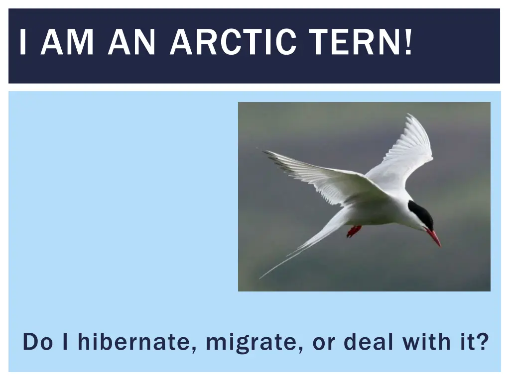 i am an arctic tern