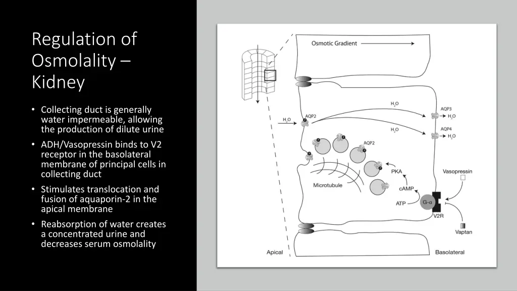 regulation of osmolality kidney
