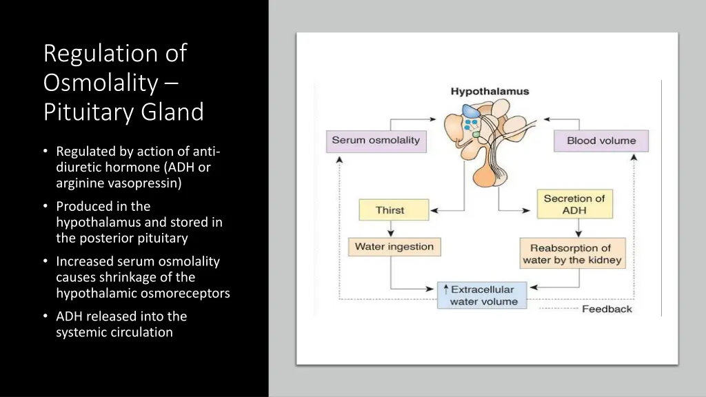 regulation of osmolality pituitary gland