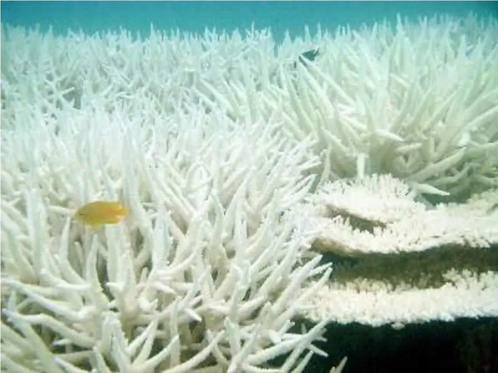 climate change and coastal fisheries morgan 1
