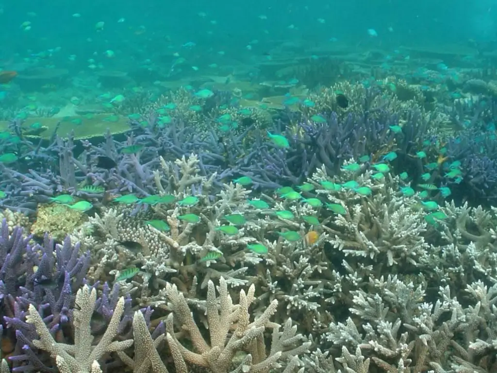 climate change and coastal fisheries morgan