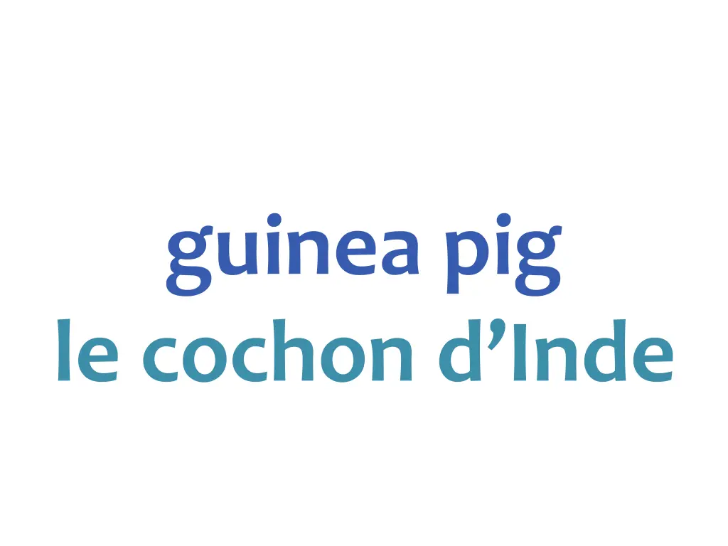 guinea pig le cochon d inde