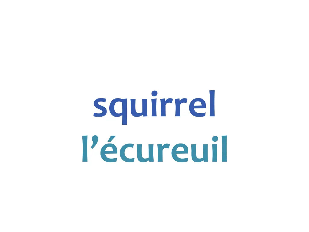 squirrel l cureuil