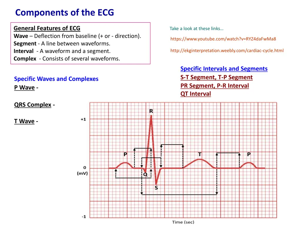 components of the ecg