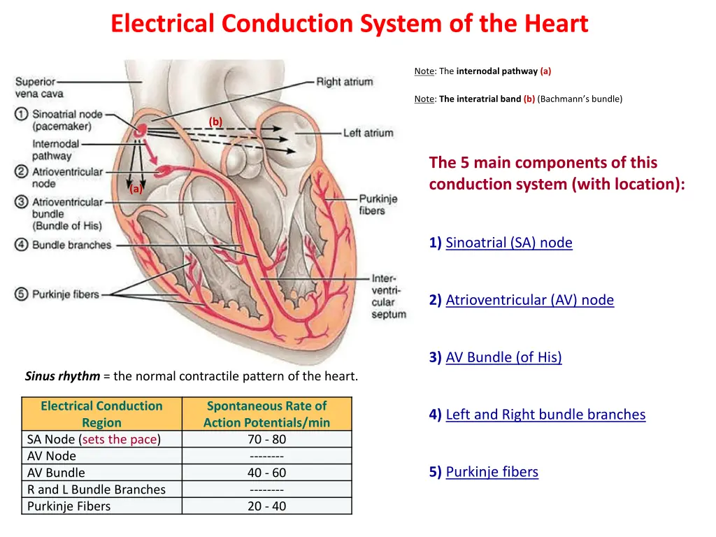 electrical conduction system of the heart