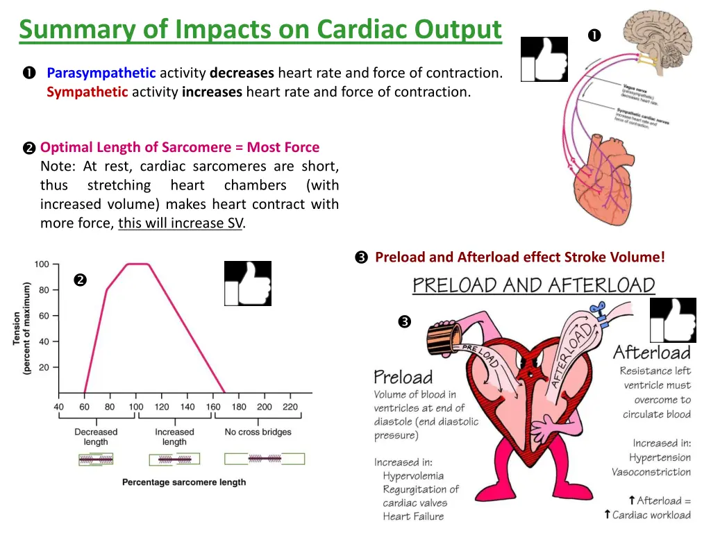 summary of impacts on cardiac output