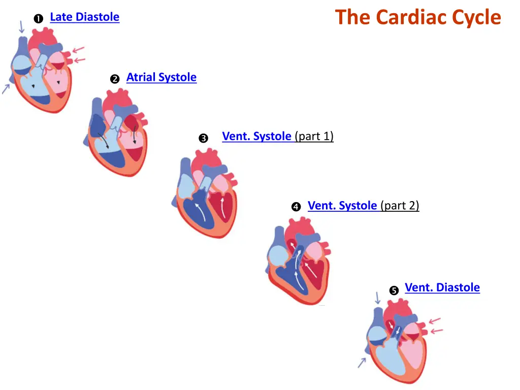 the cardiac cycle