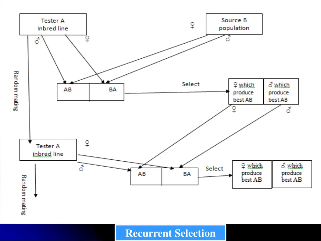 recurrent selection