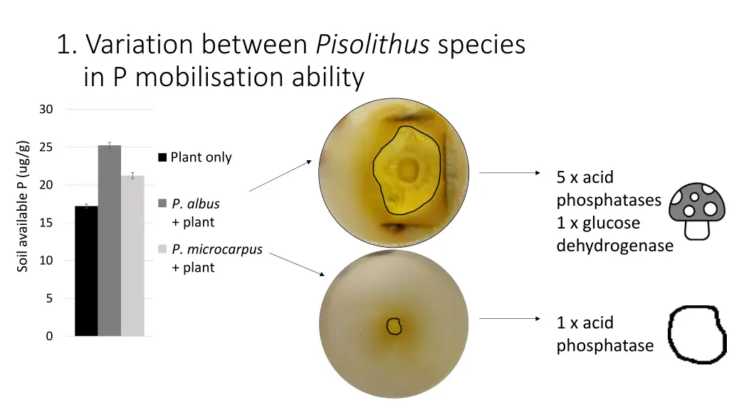 1 variation between pisolithus species
