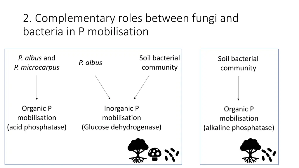 2 complementary roles between fungi and bacteria