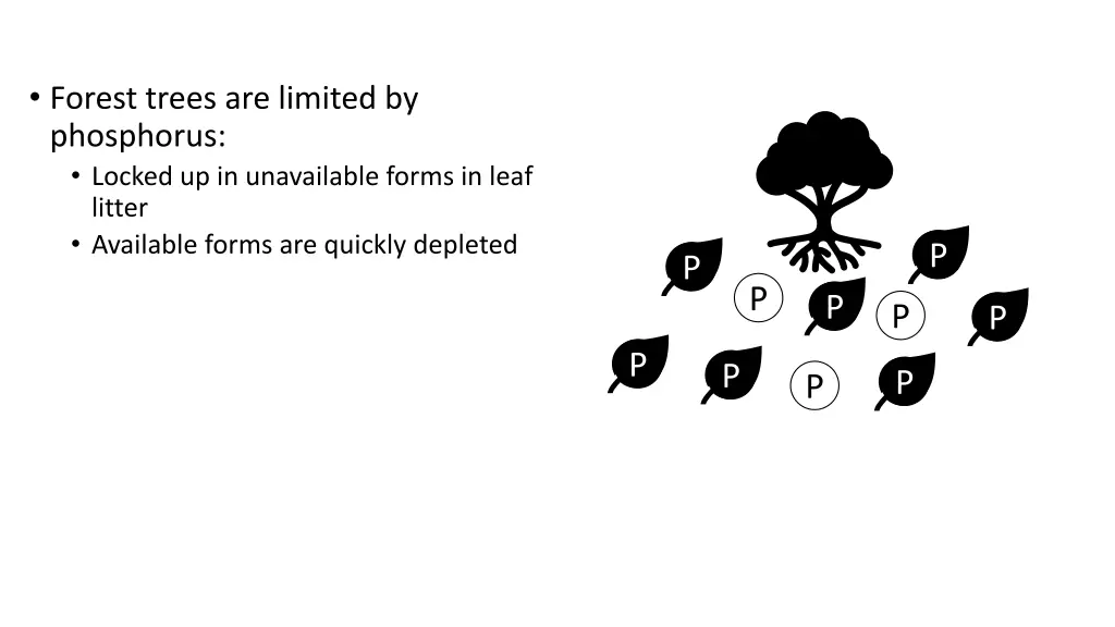 forest trees are limited by phosphorus locked