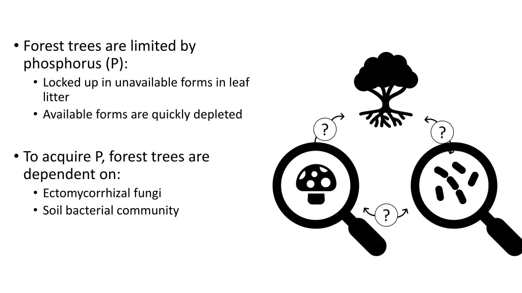 forest trees are limited by phosphorus p locked