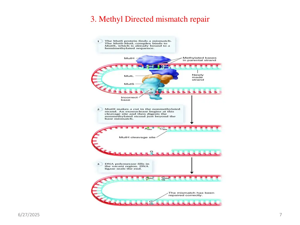 3 methyl directed mismatch repair 1