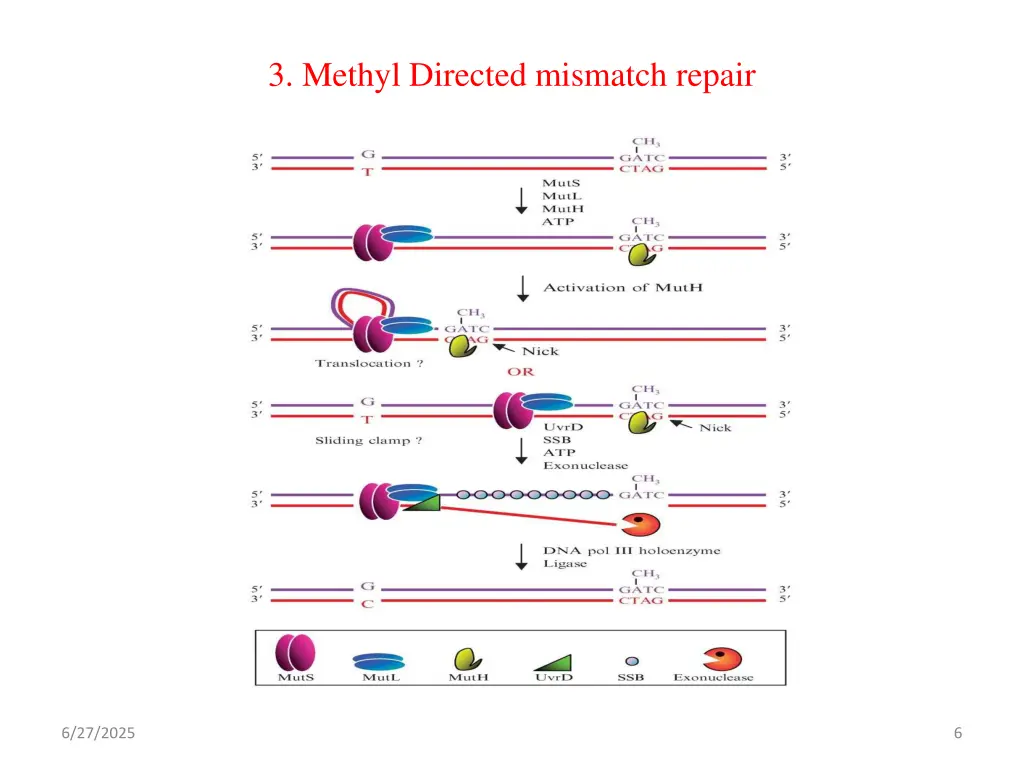 3 methyl directed mismatch repair