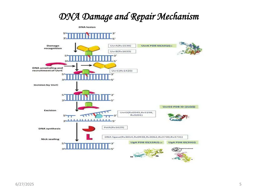 dna damage and repair mechanism