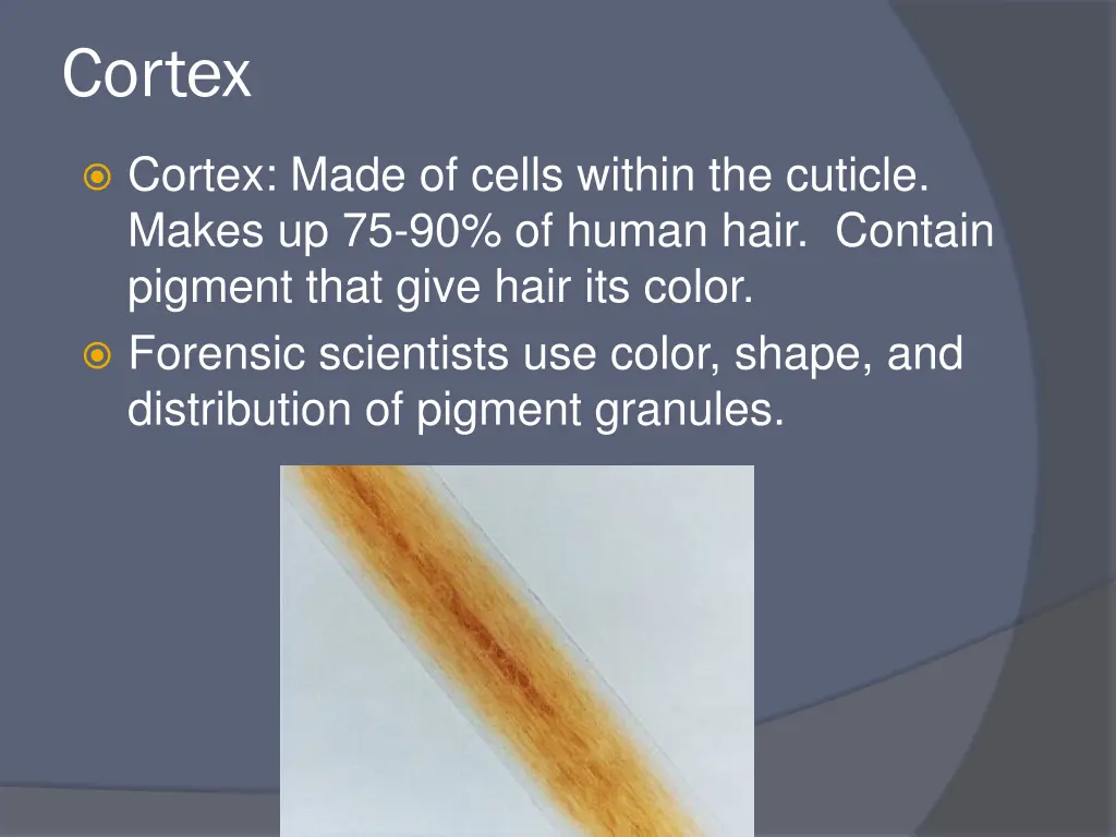 cortex
