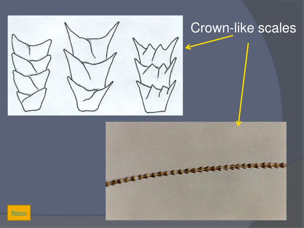 crown like scales