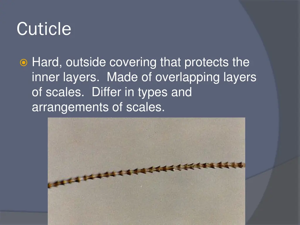 cuticle