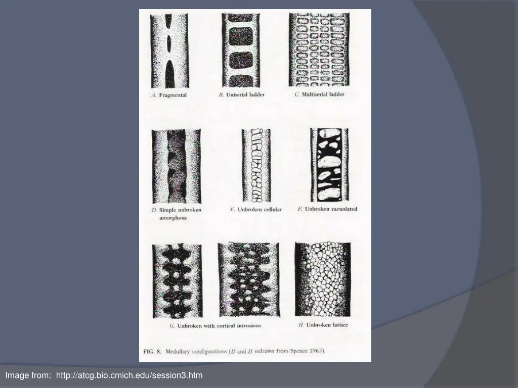 image from http atcg bio cmich edu session3 htm