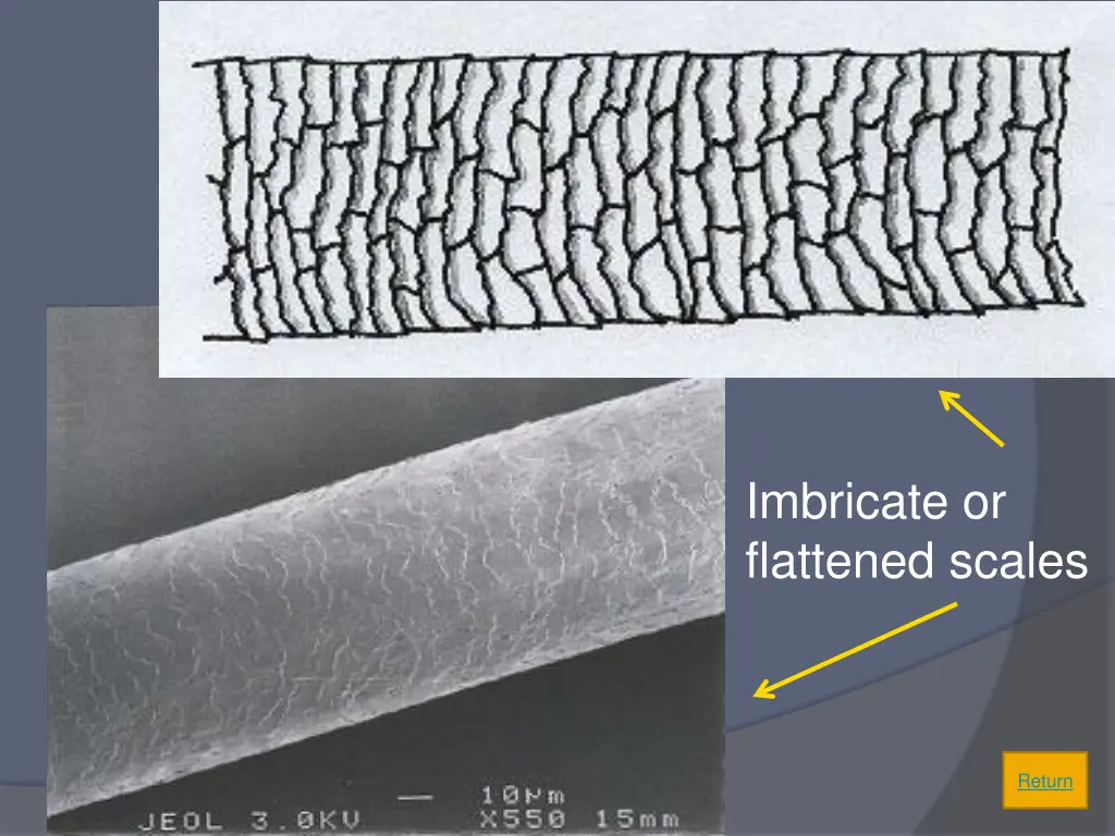 imbricate or flattened scales