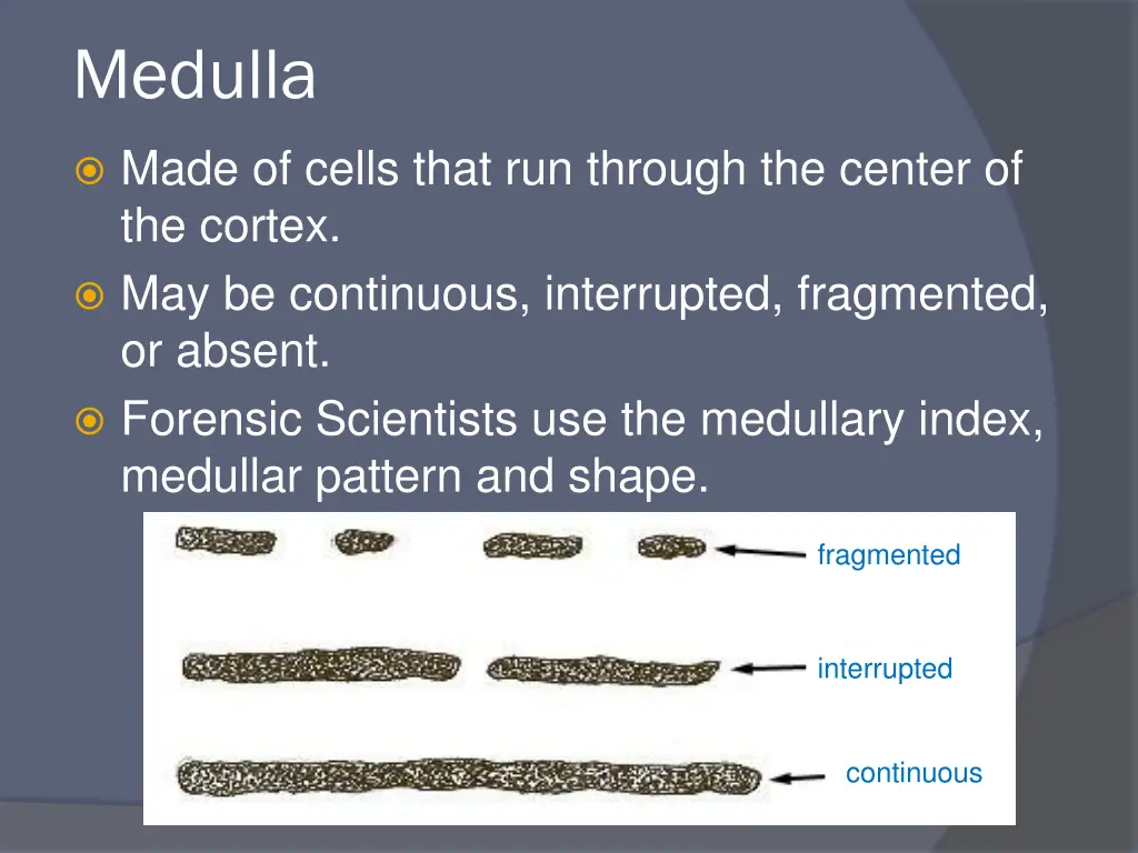 medulla