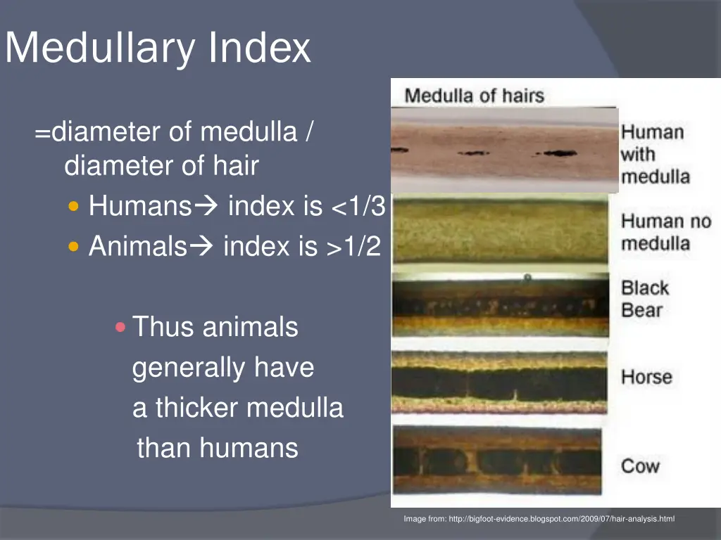 medullary index