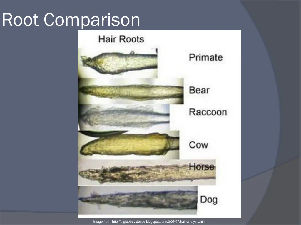 root comparison
