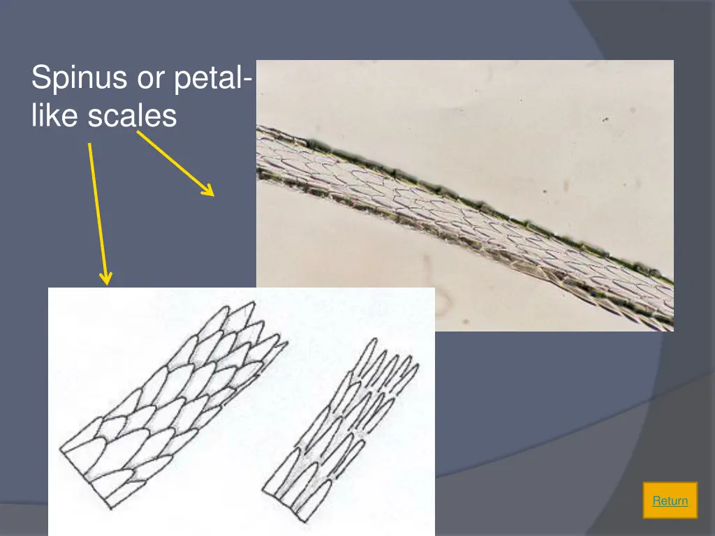 spinus or petal like scales