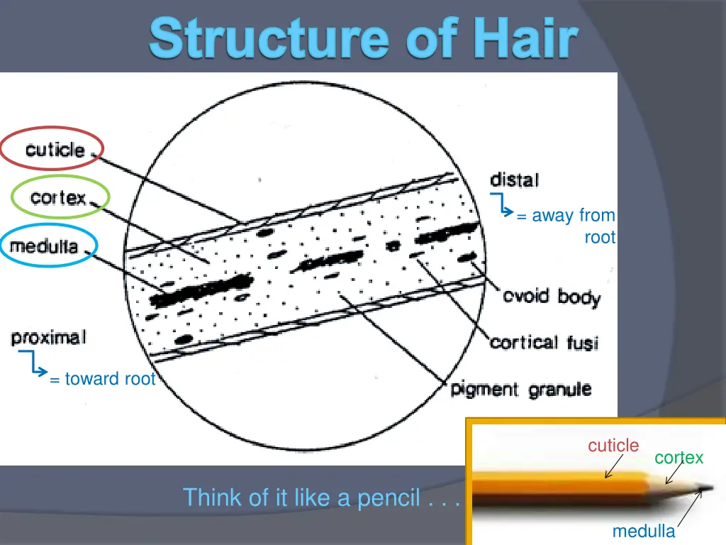 structure of hair