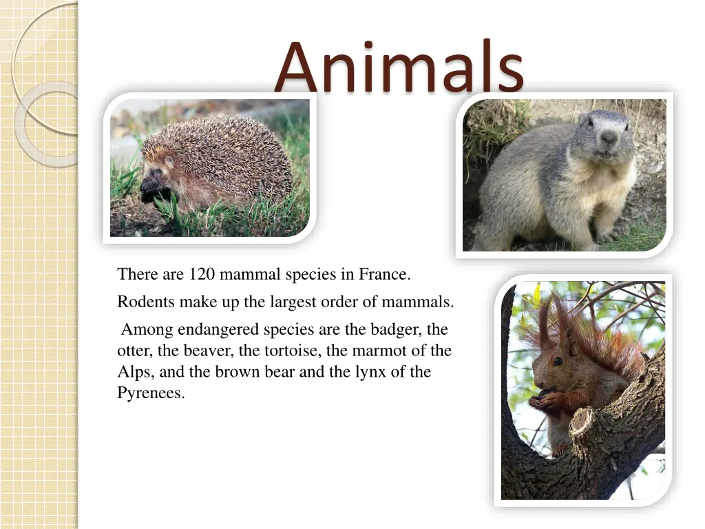animals