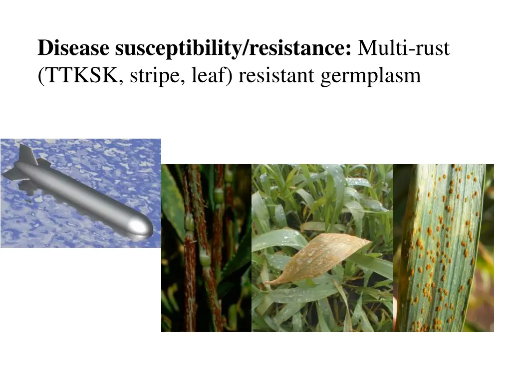 disease susceptibility resistance multi rust