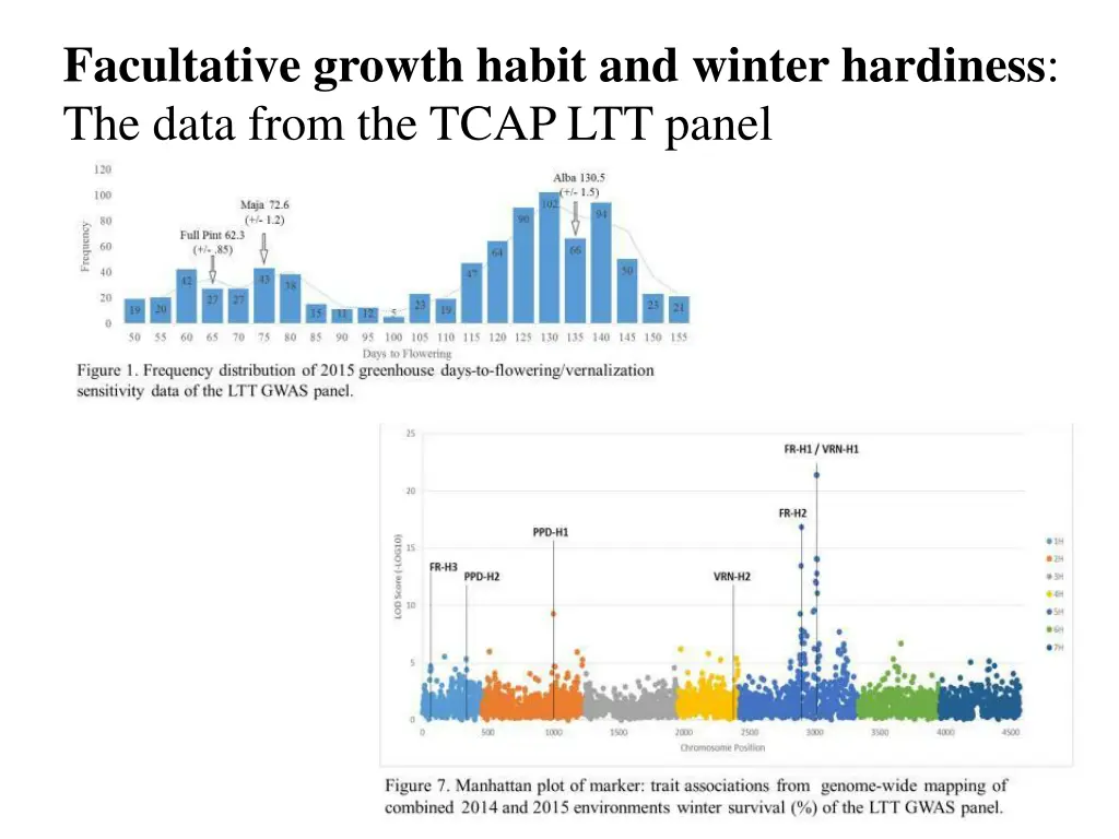 facultative growth habit and winter hardiness