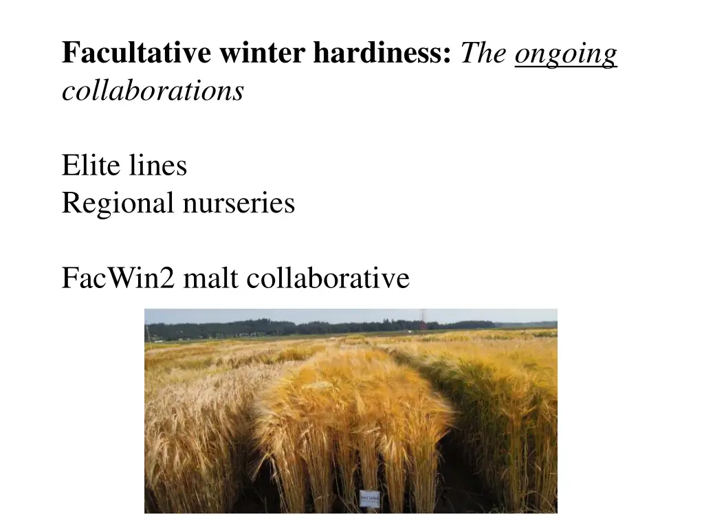 facultative winter hardiness the ongoing