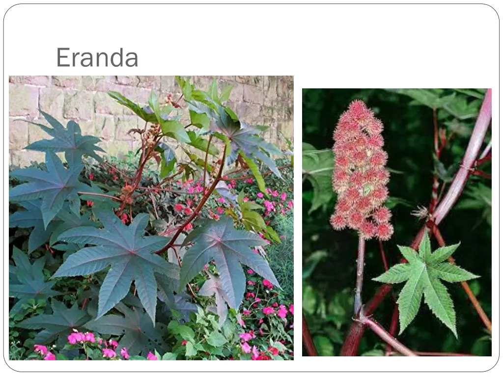 eranda 1