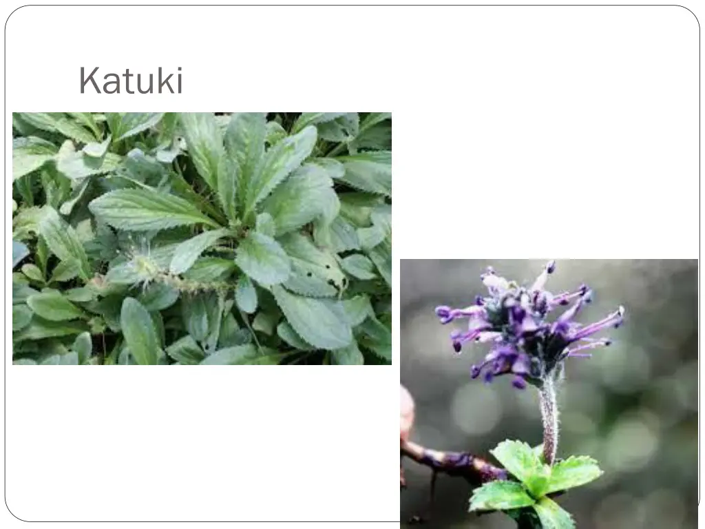 katuki 1