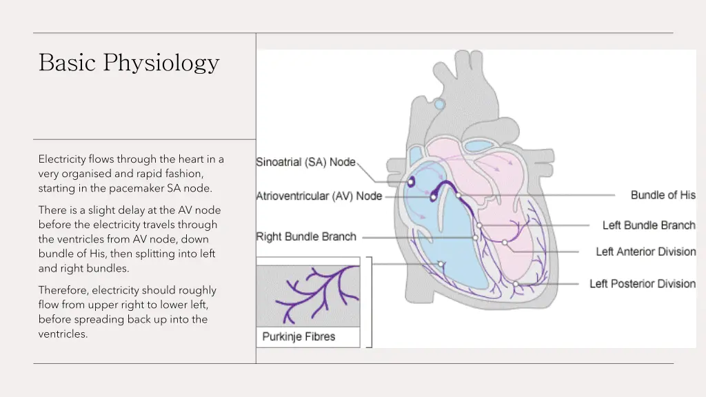 basic physiology