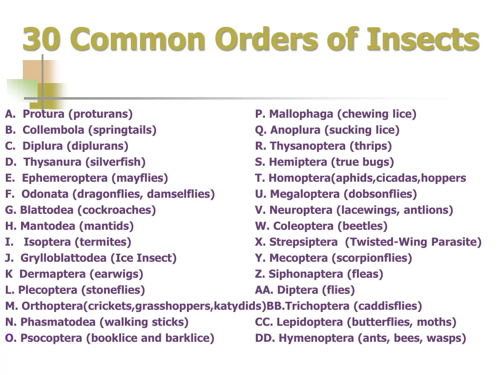 30 common orders of insects