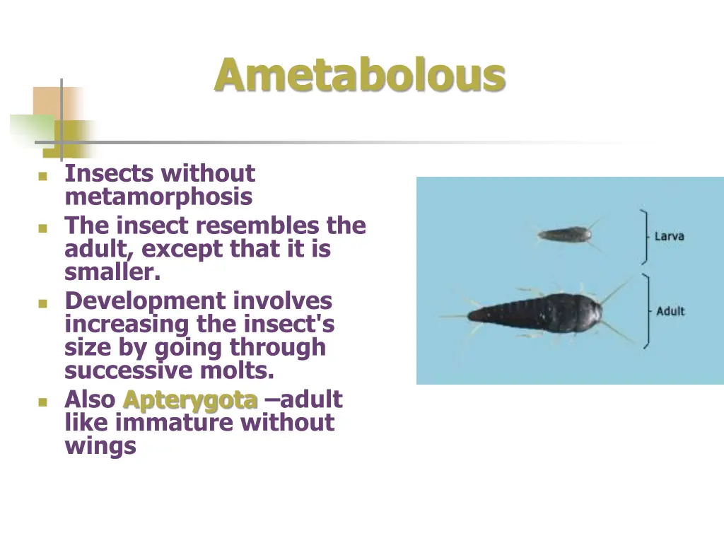 ametabolous