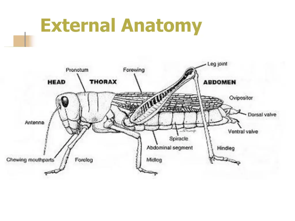external anatomy