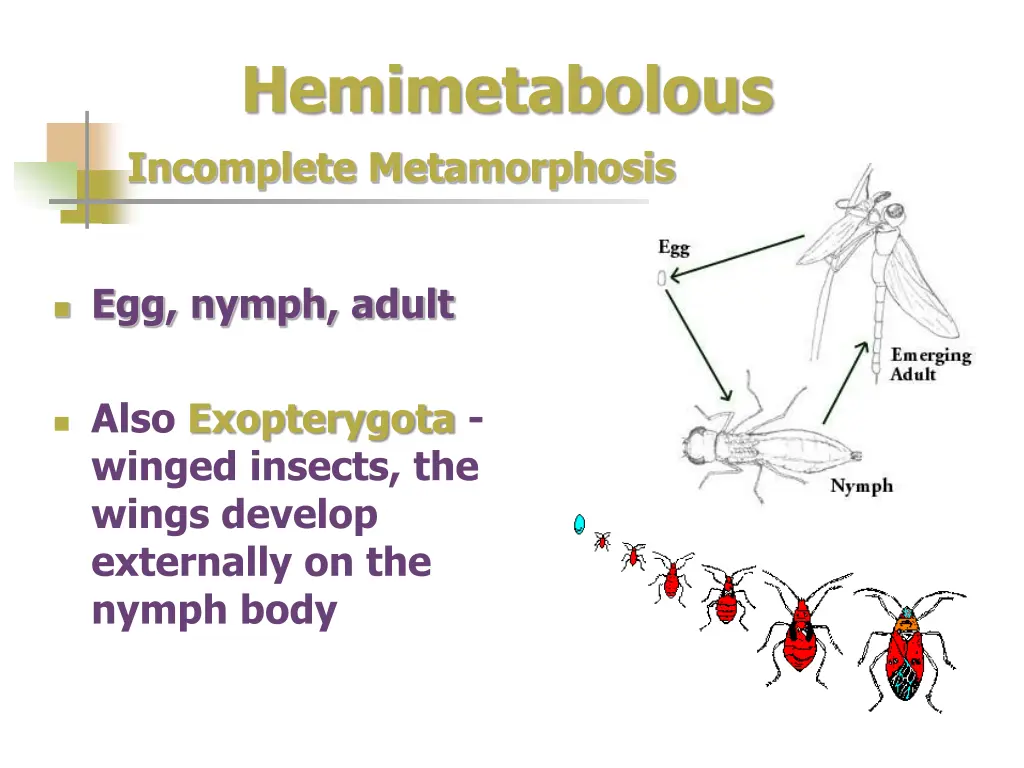 hemimetabolous incomplete metamorphosis
