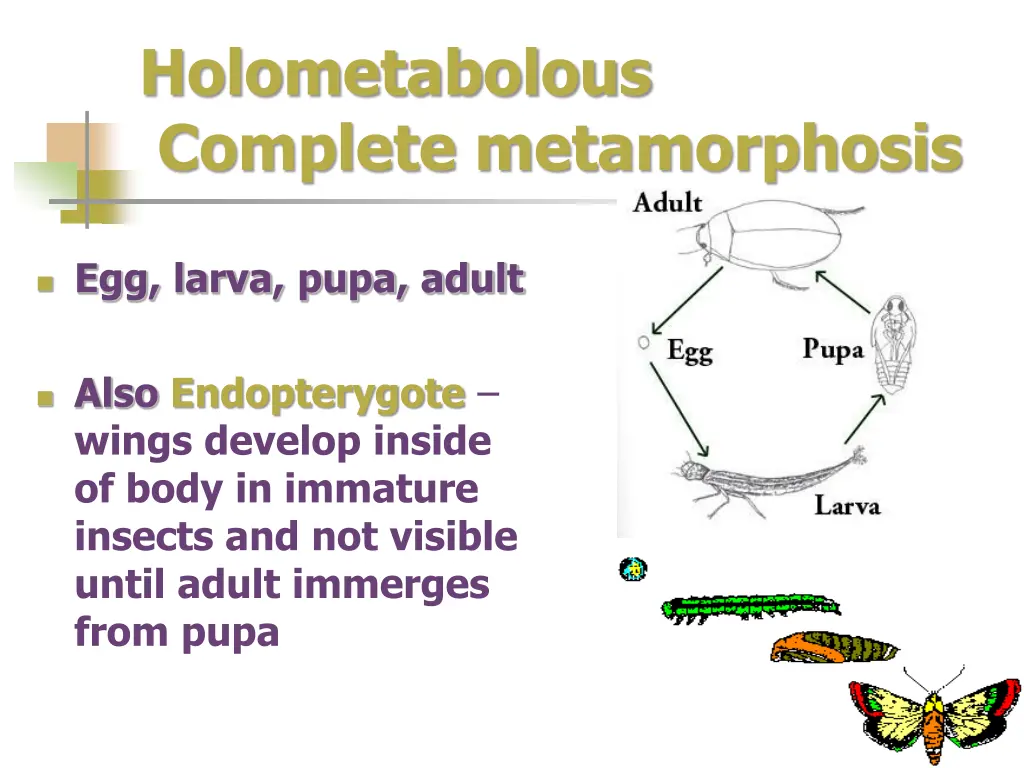 holometabolous complete metamorphosis