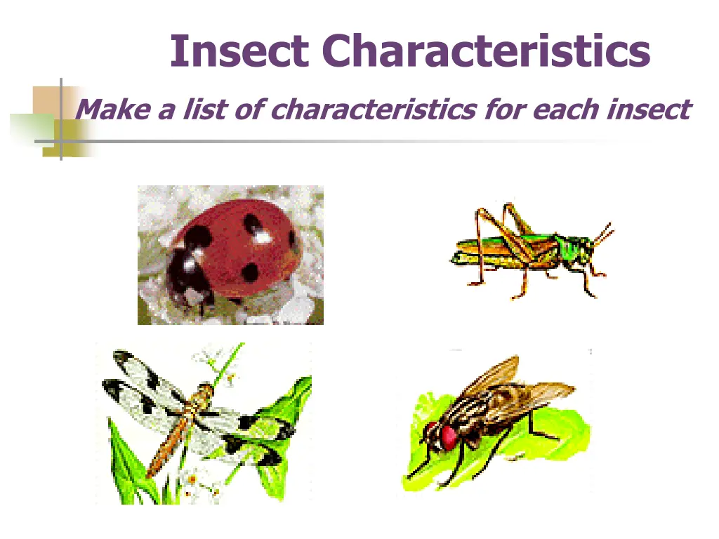 insect characteristics make a list