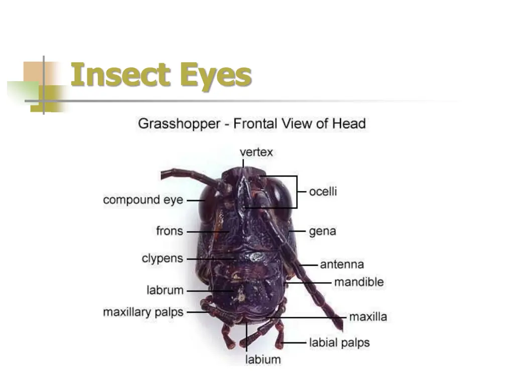 insect eyes